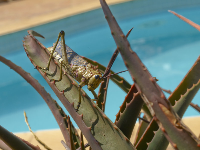 Amani Lodge, Grasshopper
